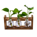 Wooden stand with three glass vases holding green leafy plants in water, ideal for indoor or outdoor decor.
